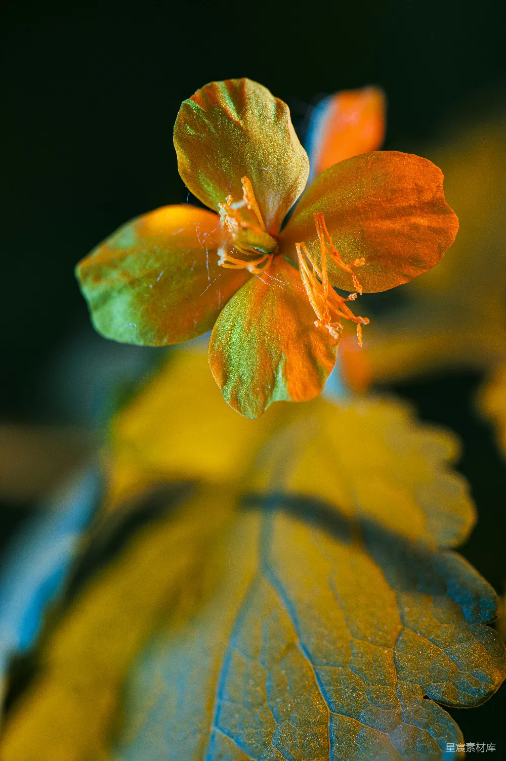 高清摄影 花朵 摄影 自然 秋季 光影 金秋花影：橙色花朵的光影之美
