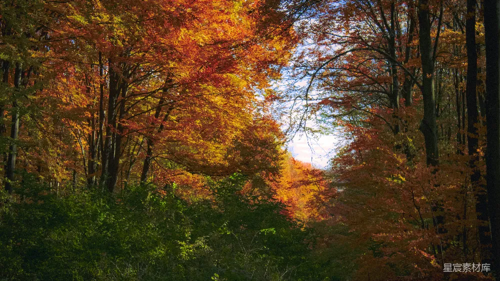 高清摄影 秋天 森林 自然 风景 宁静 秋天的森林
