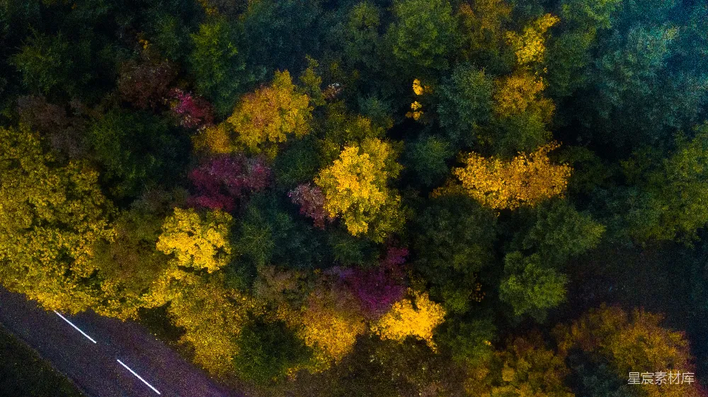 高清摄影 秋天 森林 航拍 自然 风景 秋日森林航拍