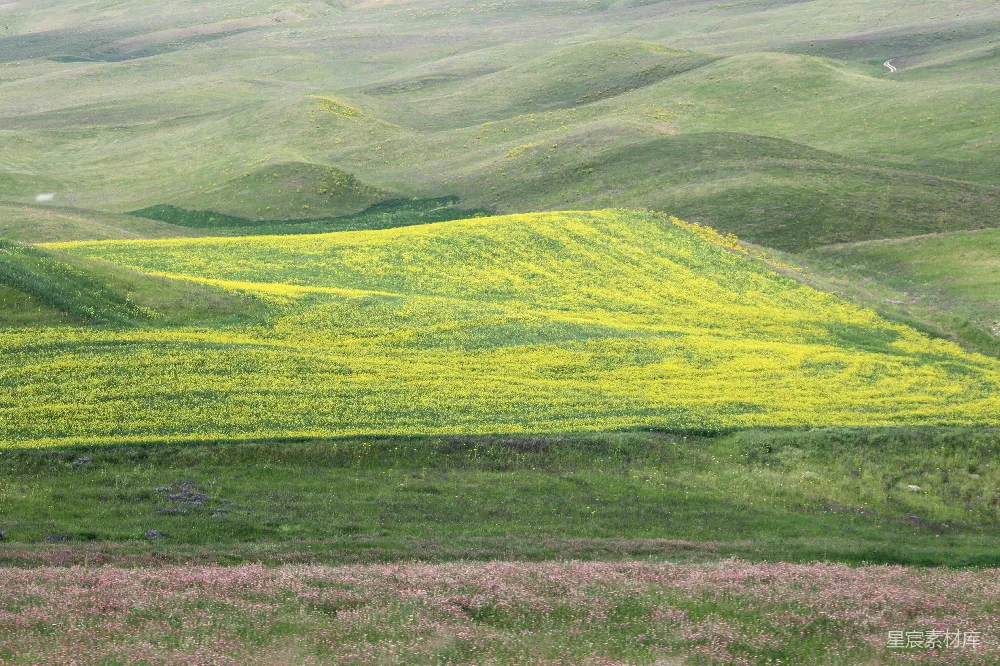 高清摄影 自然风光 山地 春季 花卉 户外 花开遍野的山间景色
