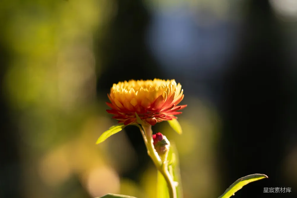 高清摄影 自然 摄影 花卉 光影 宁静 光影中的菊花