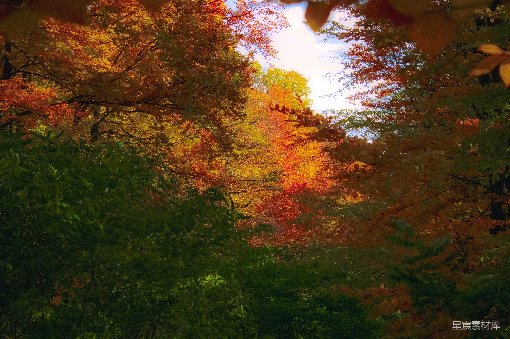 高清摄影 秋天 森林 光影 自然 宁静 秋天的森林光影