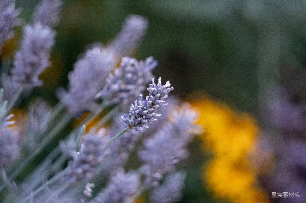 高清摄影 薰衣草 自然 宁静 花田 田园 薰衣草的静谧时光