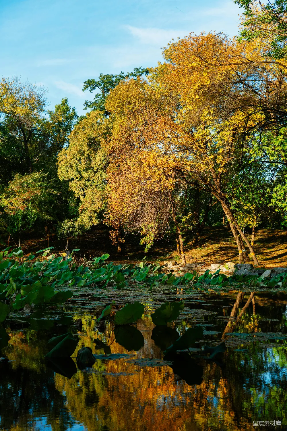 高清摄影 秋天 湖泊 自然 宁静 风景 秋日湖畔的宁静