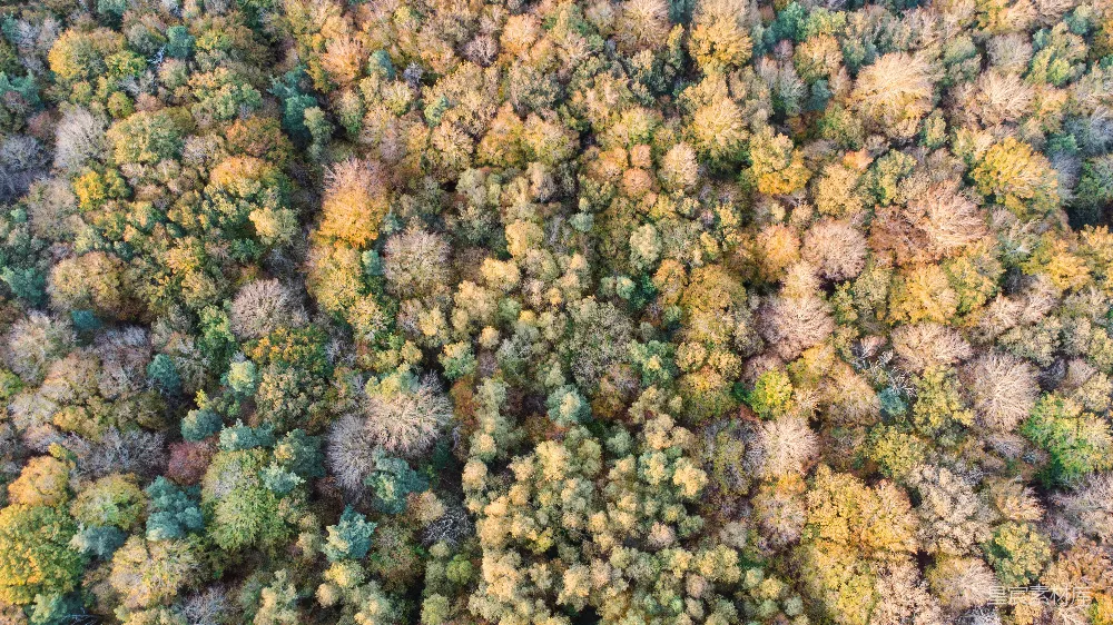 高清摄影 森林 航拍 秋季 自然 风景 秋日森林航拍