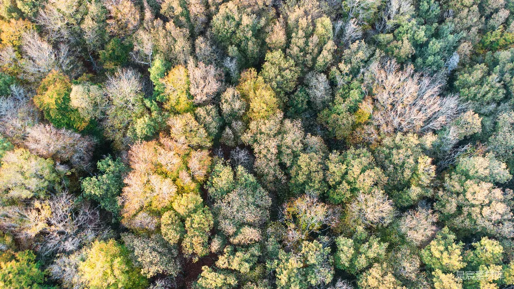 高清摄影 森林 航拍 秋季 自然 宁静 俯瞰森林的秋日美景