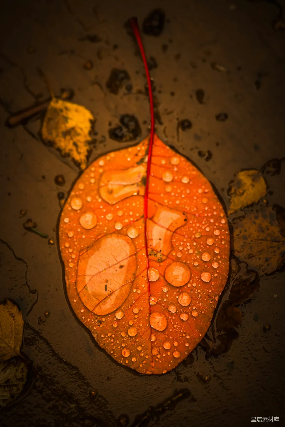 高清摄影 秋叶 自然 露珠 光影效果 秋季 雨后红叶的光影与露珠