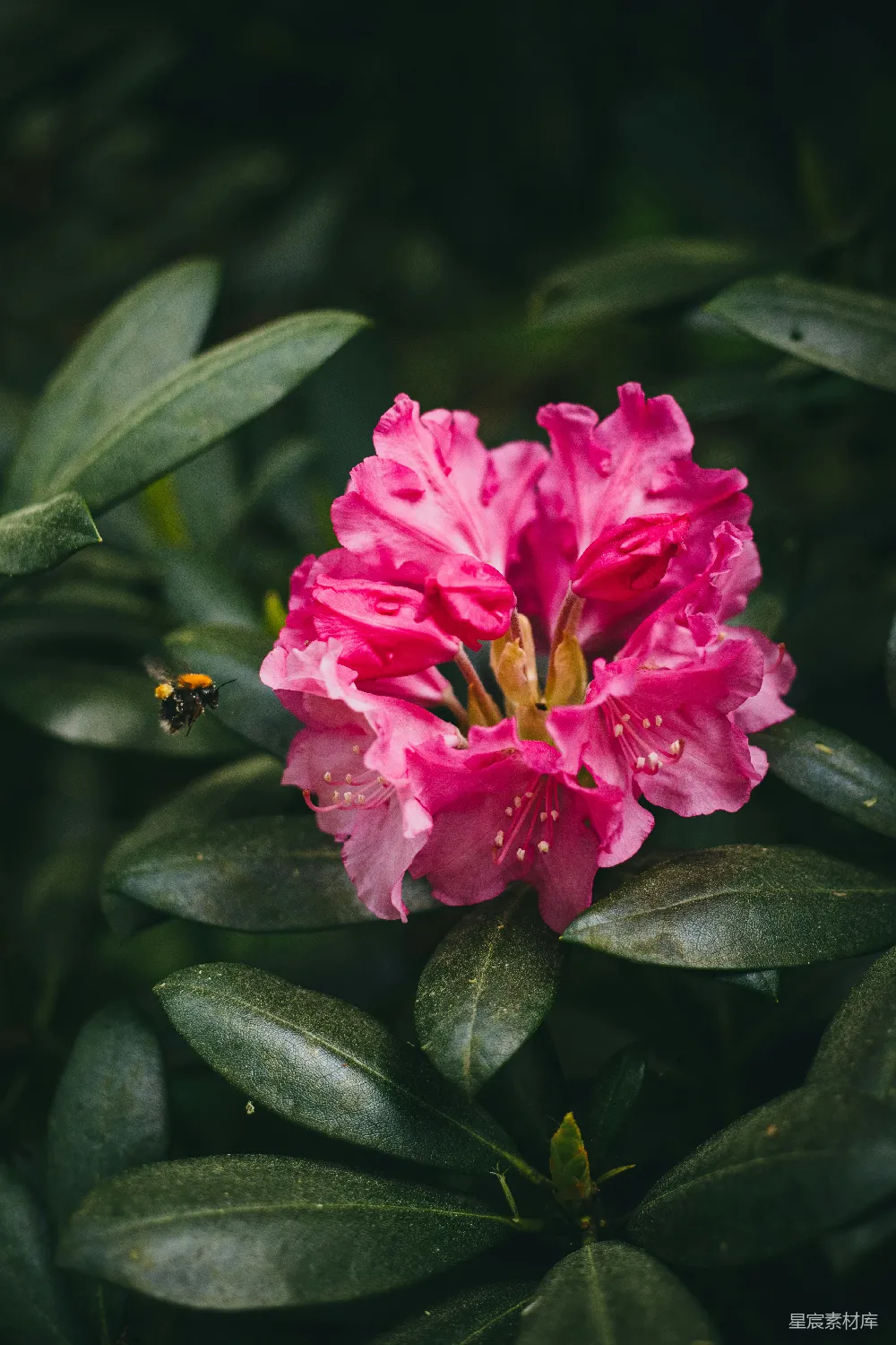 高清摄影 花朵 自然 蜜蜂 摄影 春天 粉红杜鹃花与勤劳的蜜蜂
