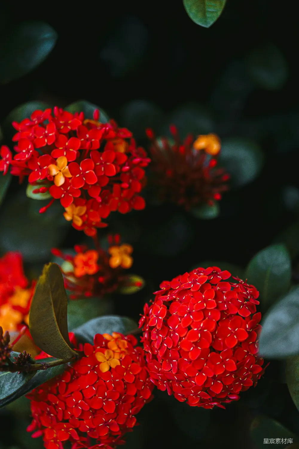 高清摄影 花朵 自然 红色 摄影 花卉 红花点缀的自然之美