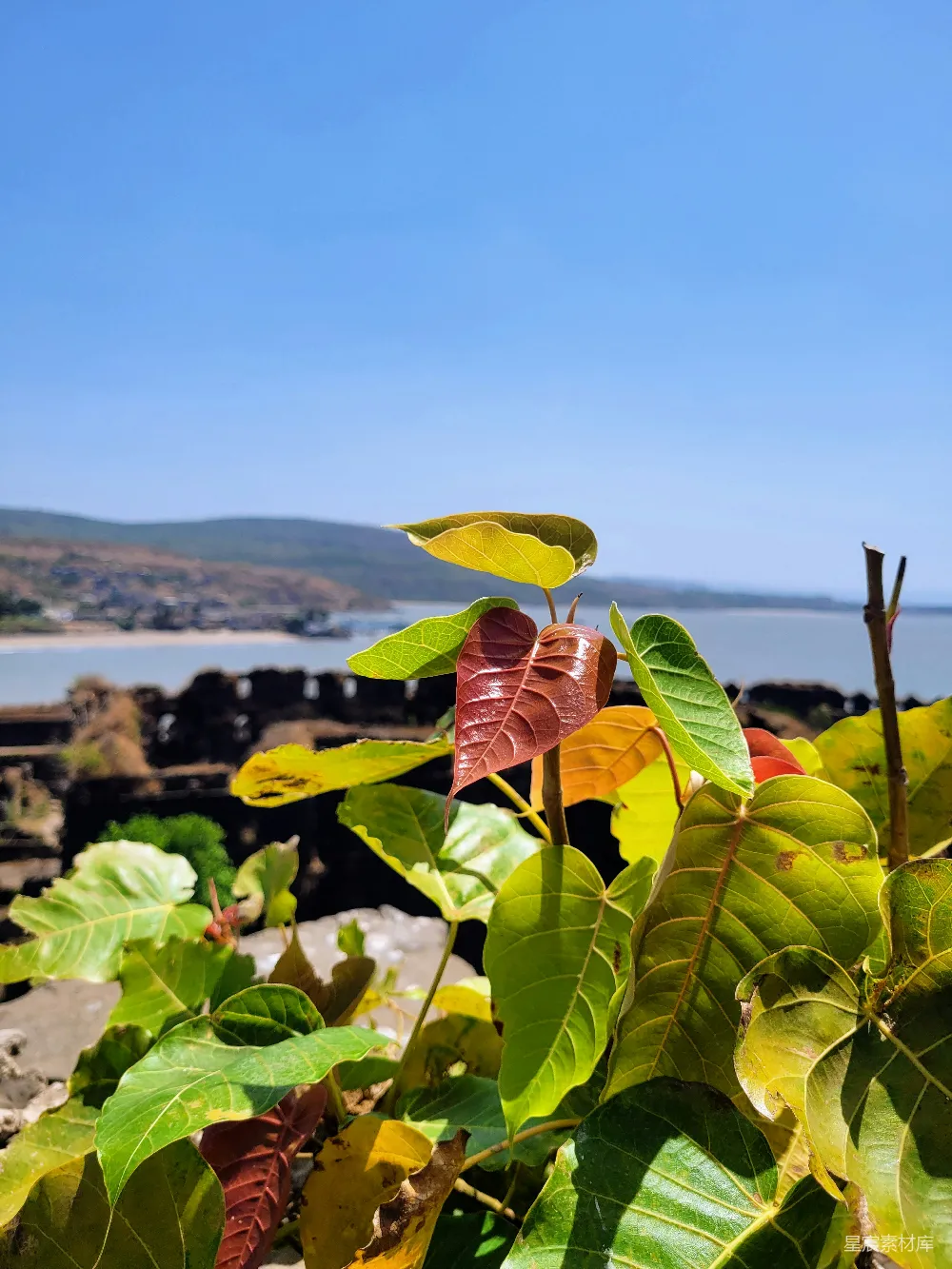 高清摄影 自然 风景 植物 海边 清新 海边的绿意