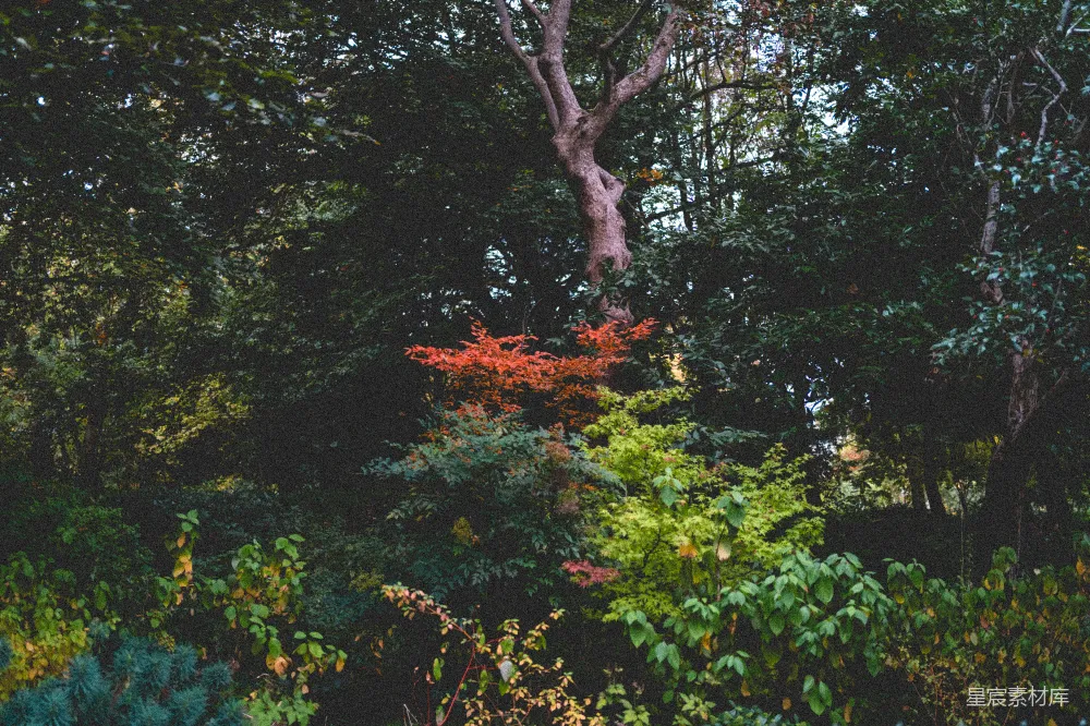 高清摄影 森林 秋景 自然 宁静 户外 秋日森林