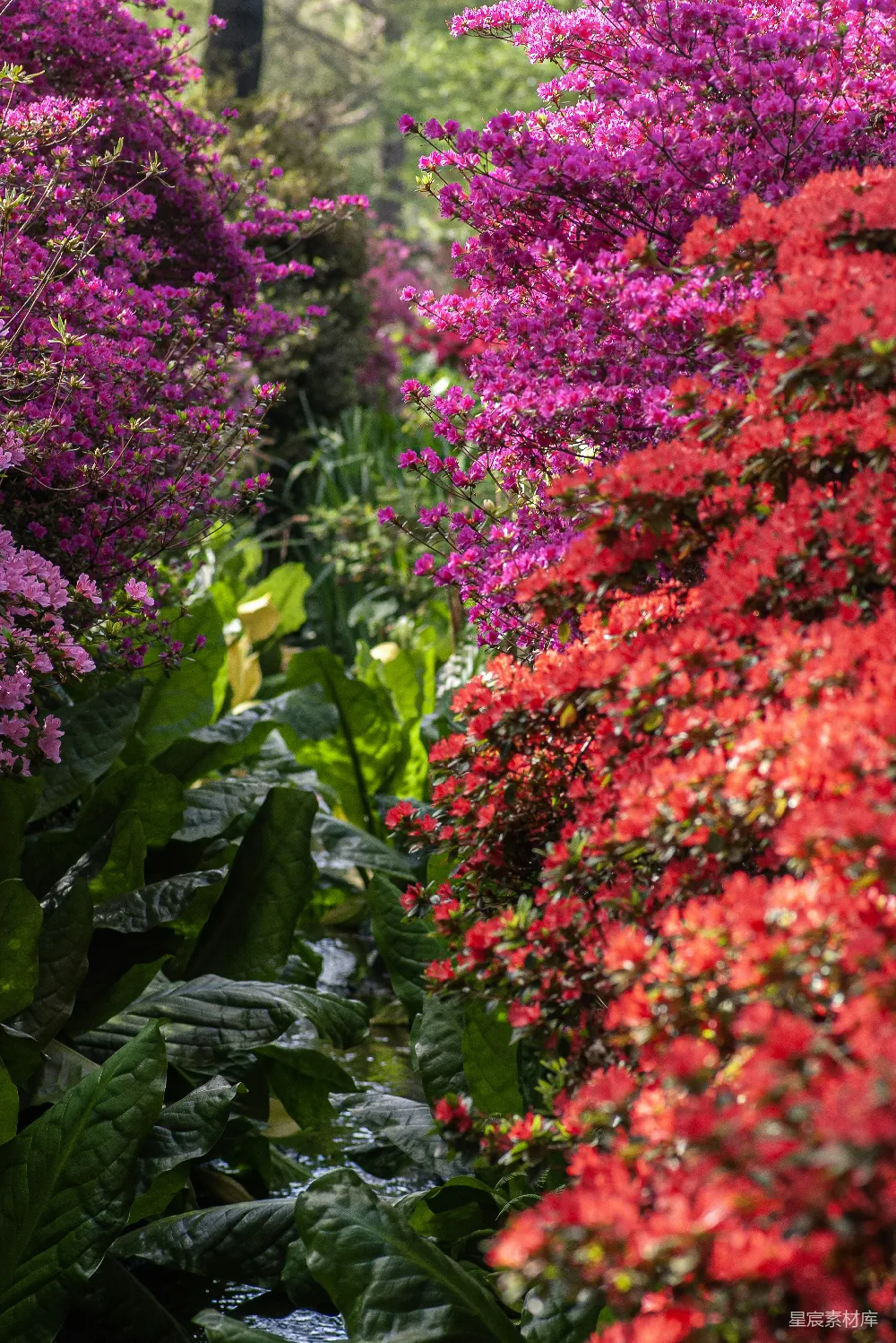 这张图片展示了一个充满生机的春季花园，红、紫、粉色的杜鹃花在阳光下绽放，与翠绿的叶子形成鲜明对比。清澈的小溪蜿蜒其间，增添了自然的宁静与美丽。适合用作春季旅游、自然风光或花卉主题的背景素材。