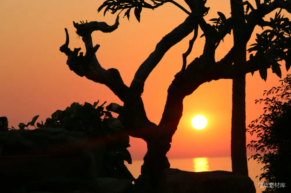 高清摄影 自然风光 日落 树影 宁静 摄影 夕阳树影