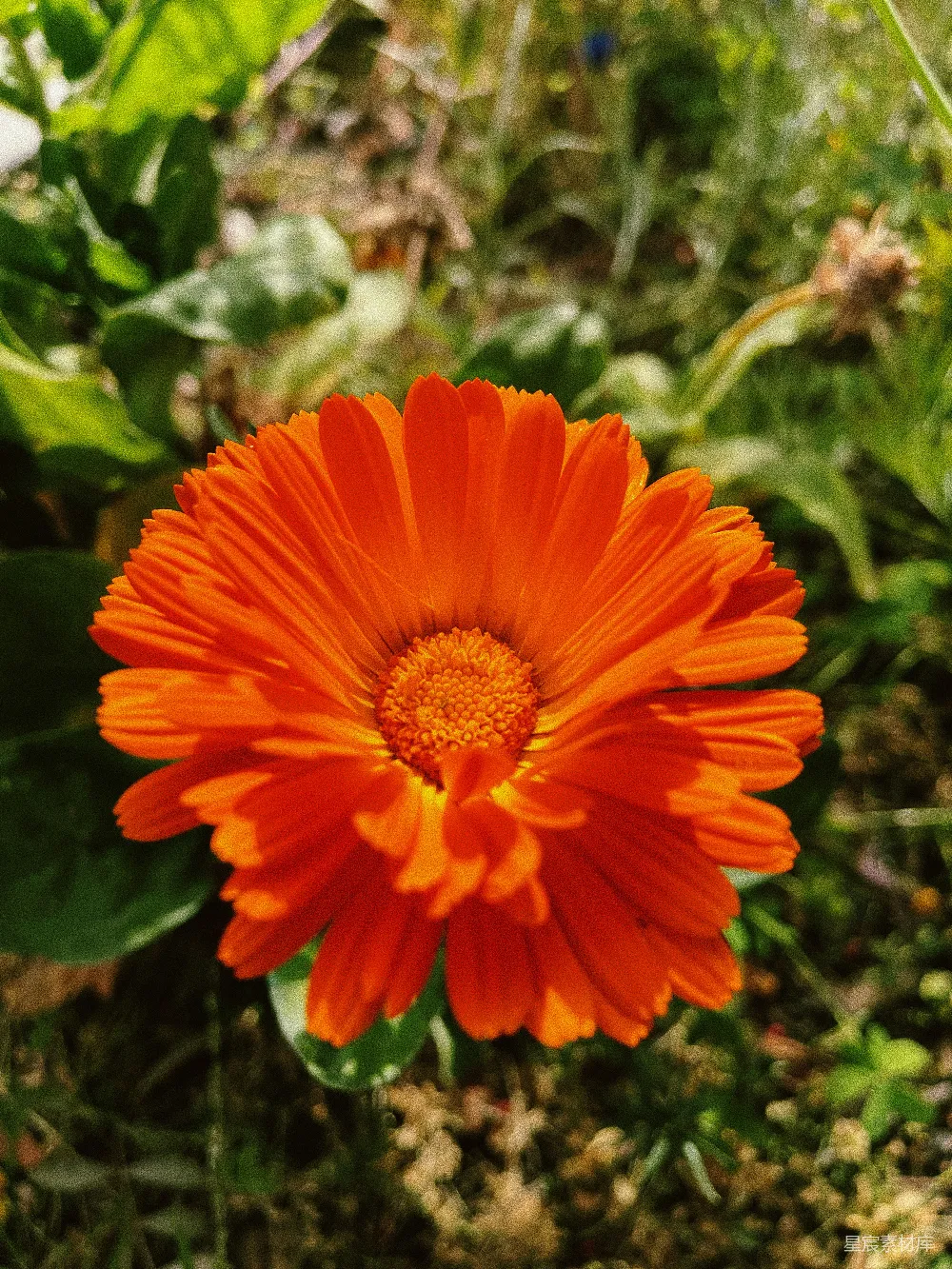高清摄影 雏菊 橙色 自然 花卉 户外 橙色雏菊盛开