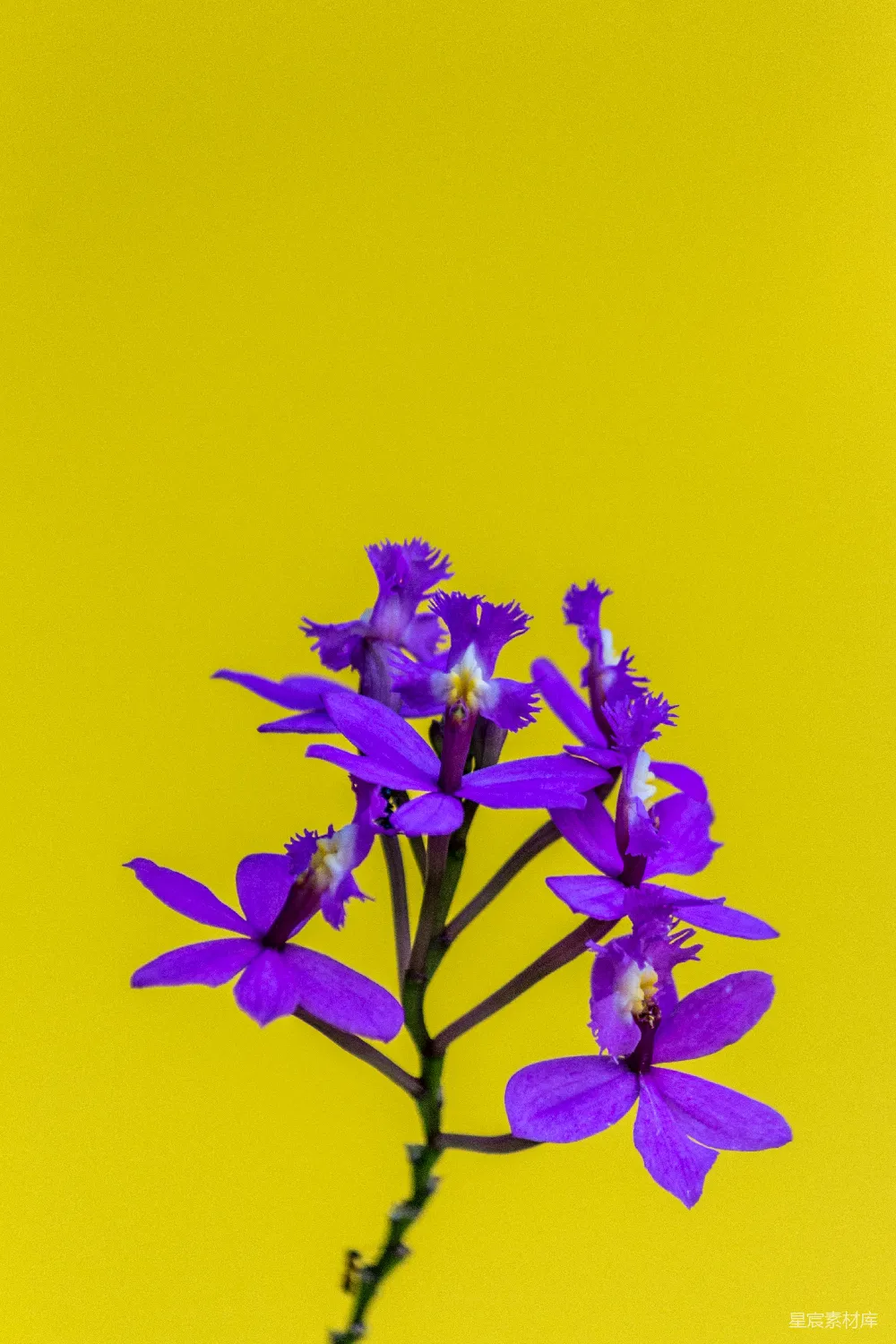 高清摄影 花卉 对比色 自然 摄影 装饰 紫色花朵与黄色背景的对比