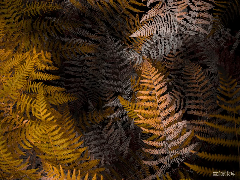 高清摄影 蕨类植物 秋季 自然 植物 秋季景色 秋日蕨类植物