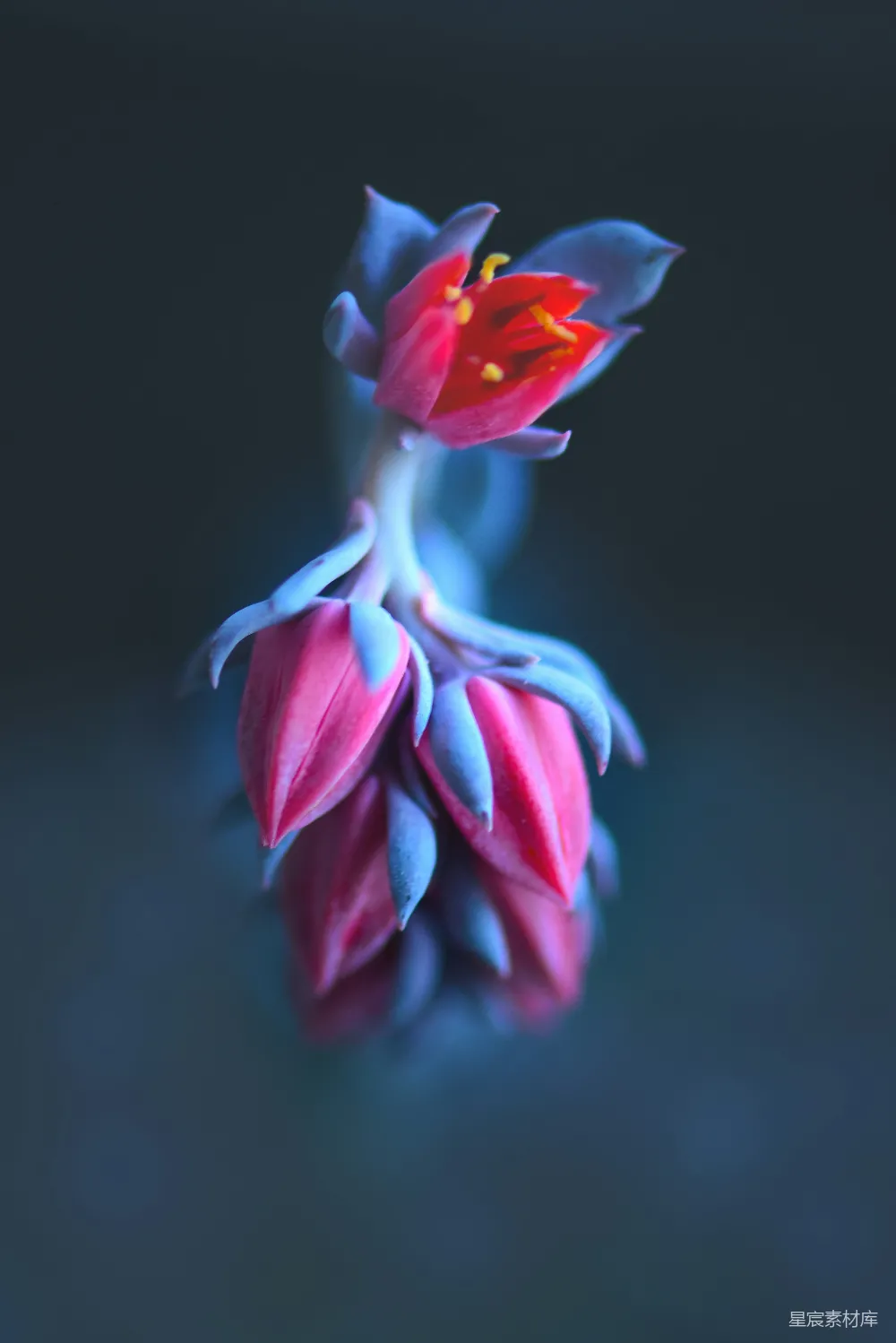 高清摄影 花卉 静谧 色彩 自然 摄影 静谧中的色彩之舞