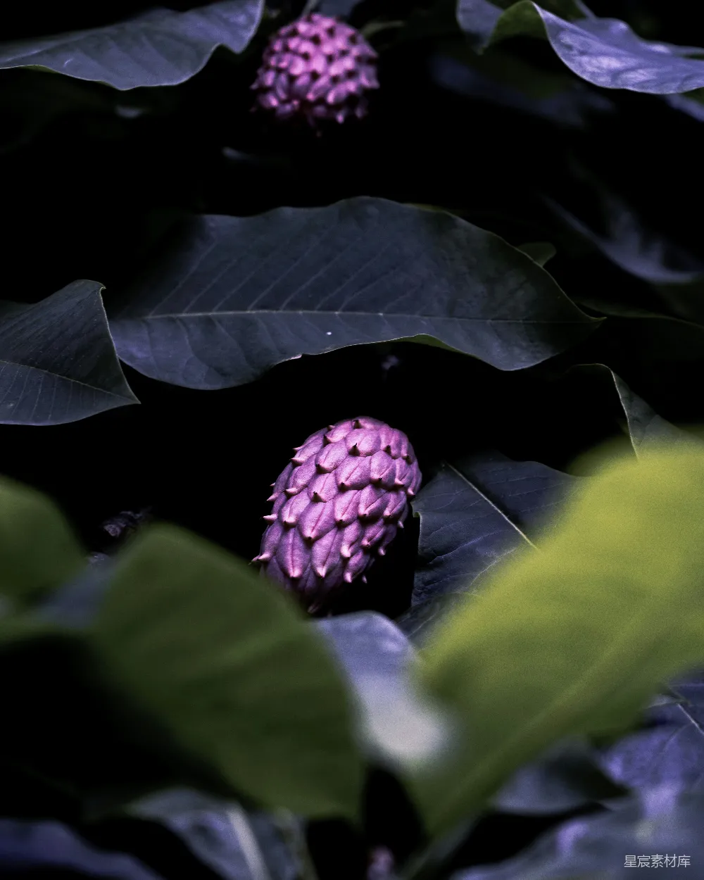 高清摄影 自然 紫色 花苞 深色背景 植物 紫色花苞与深色背景的自然之美