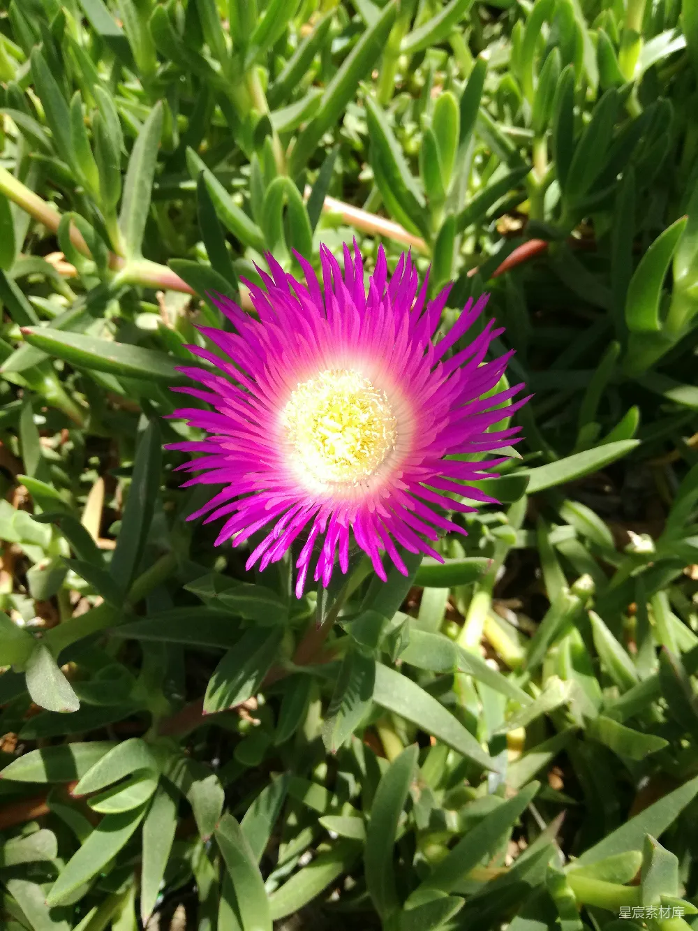 高清摄影 花朵 自然 阳光 户外 美丽 粉紫色的花朵在阳光下绽放