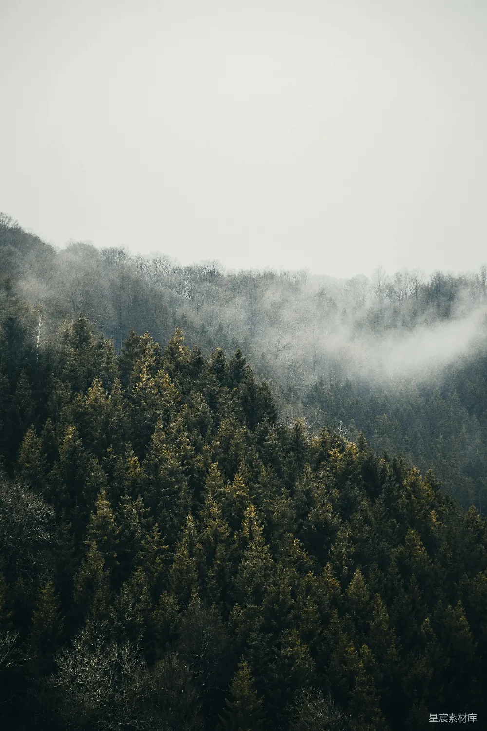 高清摄影 森林 雾气 自然 宁静 风景 雾中的松林