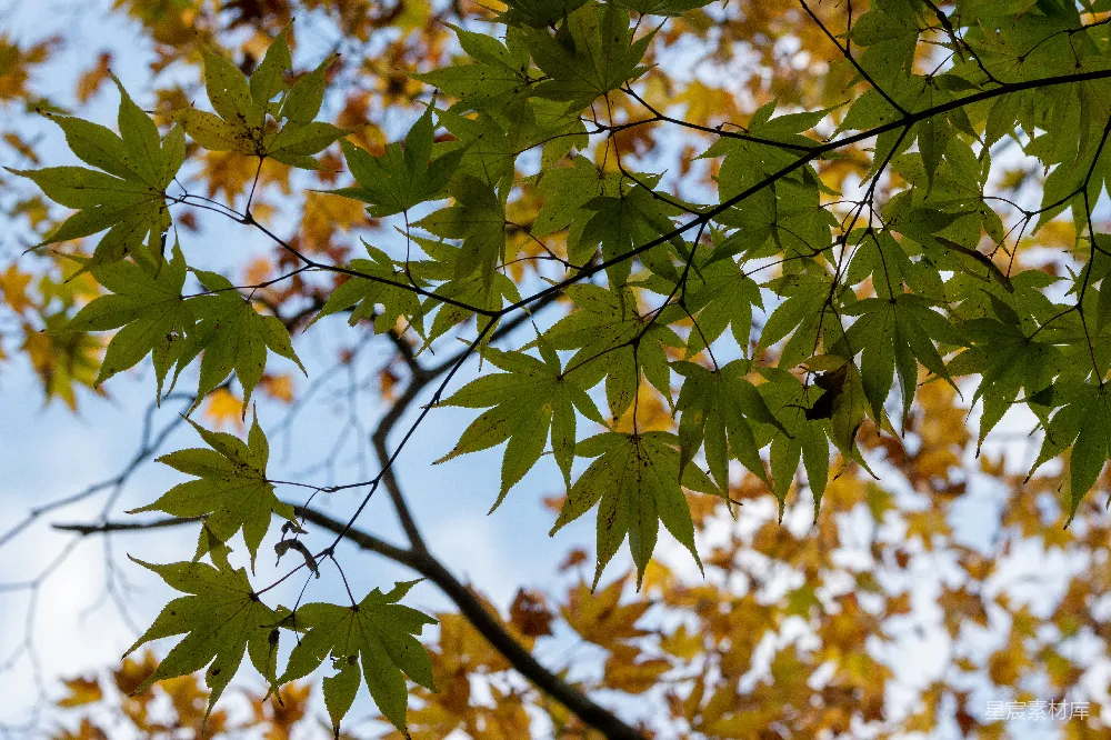 高清摄影 枫叶 秋景 自然 宁静 秋色 秋日枫叶的静谧之美