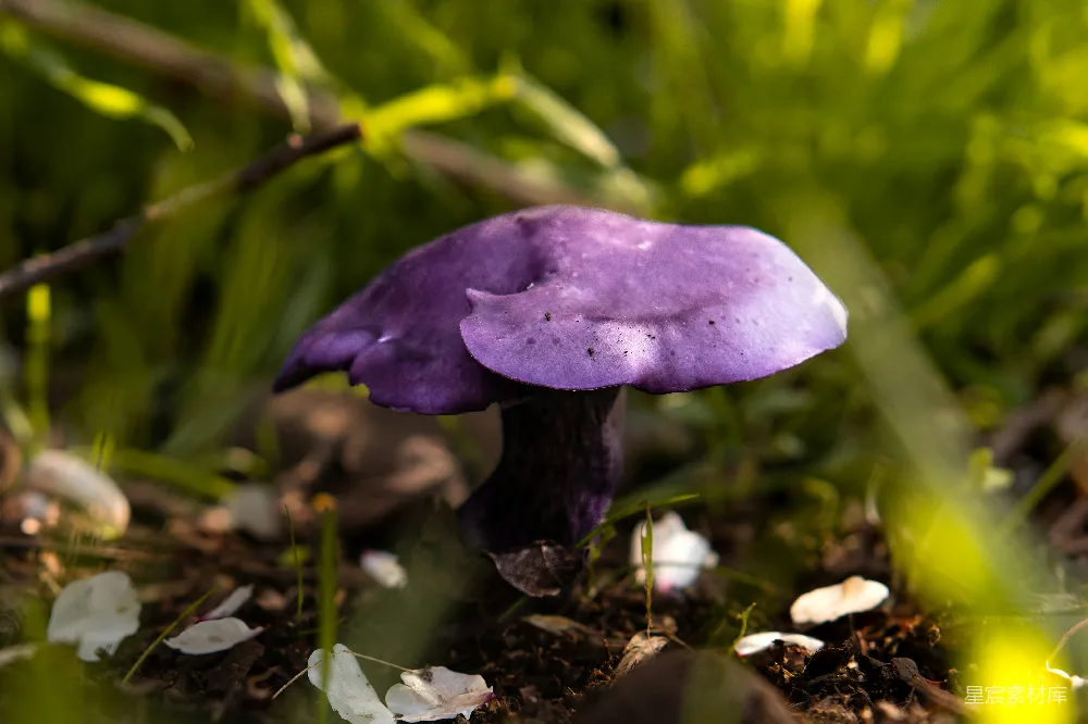 高清摄影 自然 蘑菇 紫色 生态 户外 紫色蘑菇的自然之美