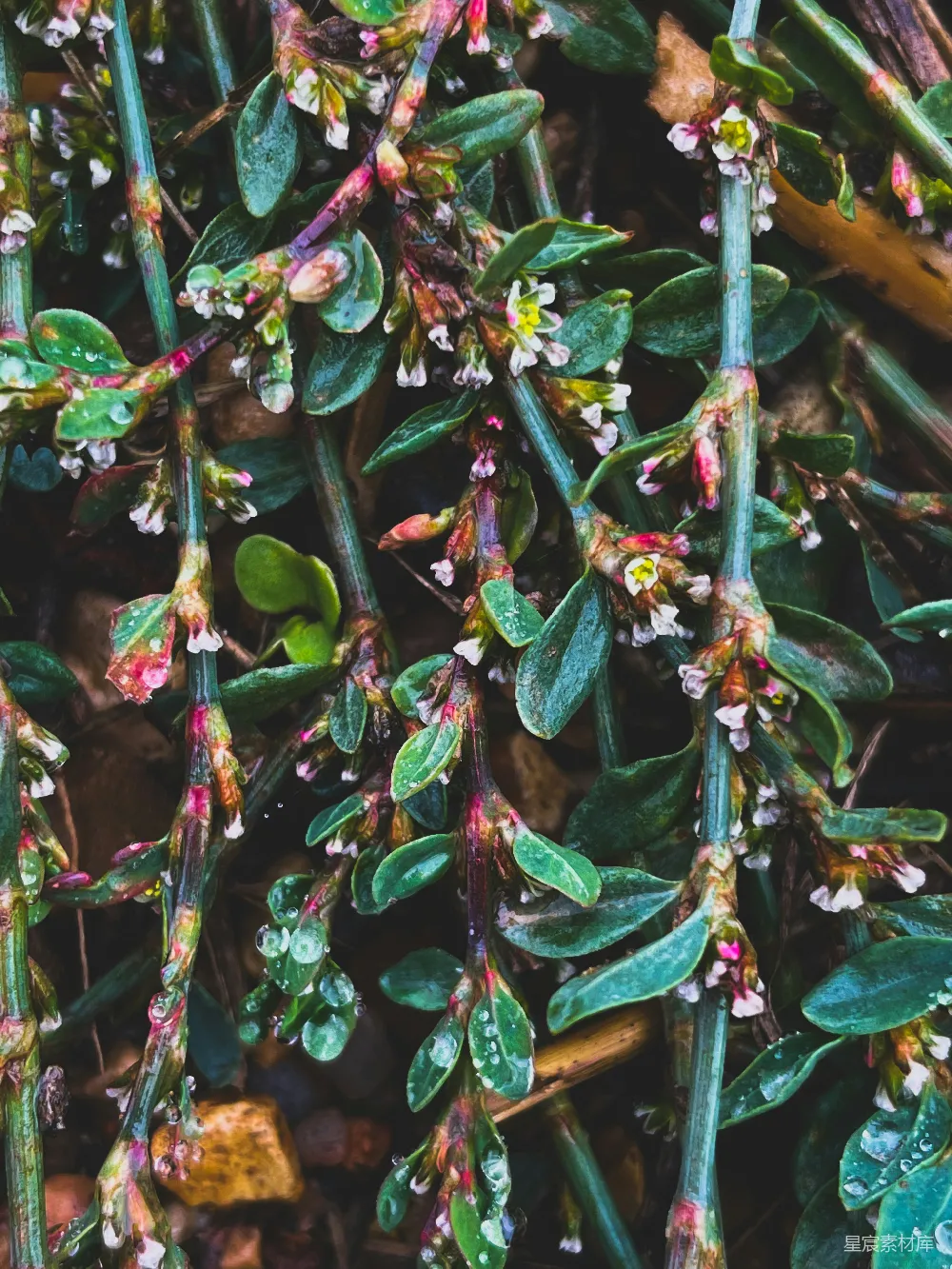 高清摄影 植物 露珠 自然 清新 细节 清晨露珠的植物