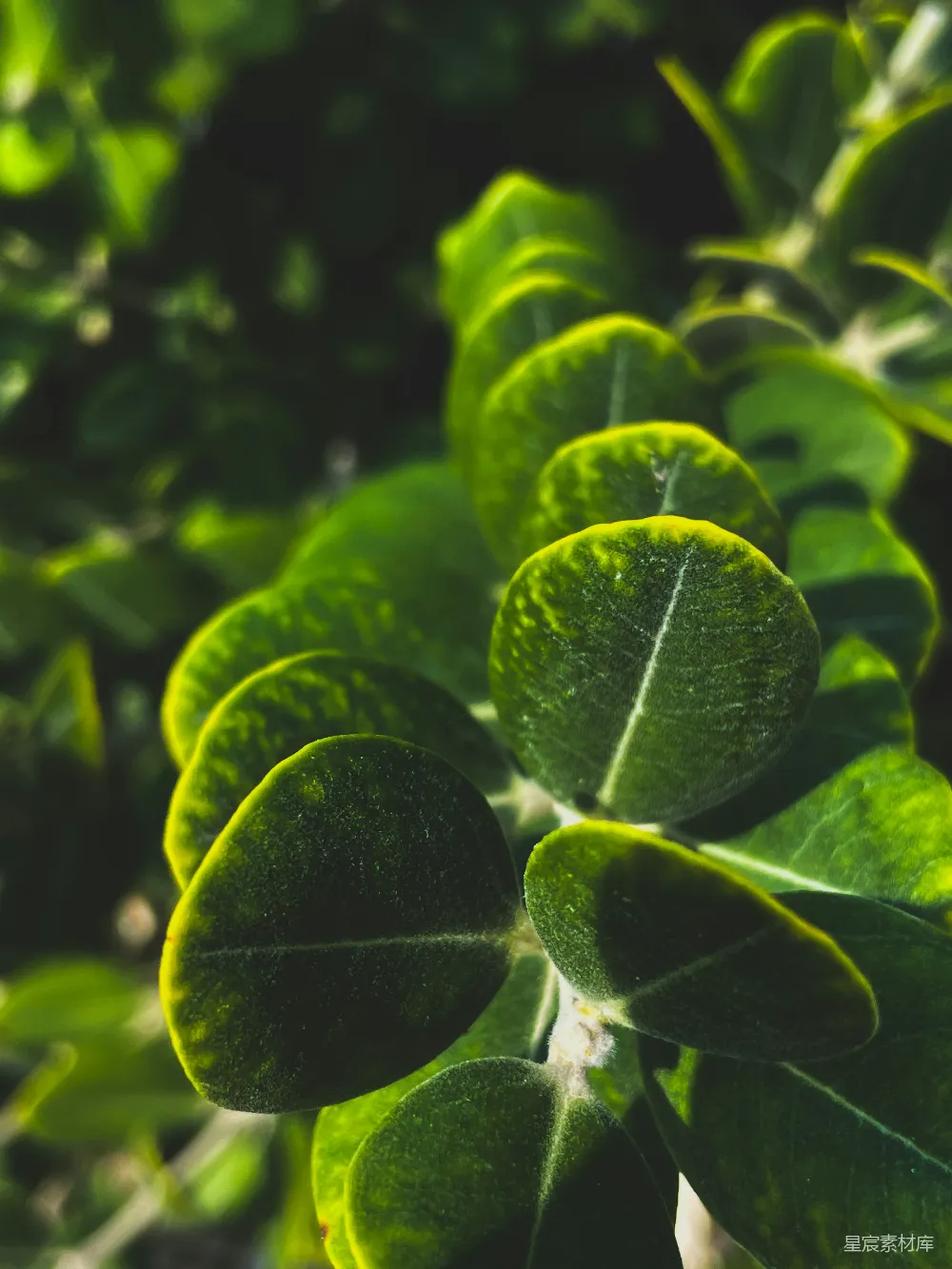 高清摄影 自然 植物 光影 清新 生态 阳光下的绿叶特写