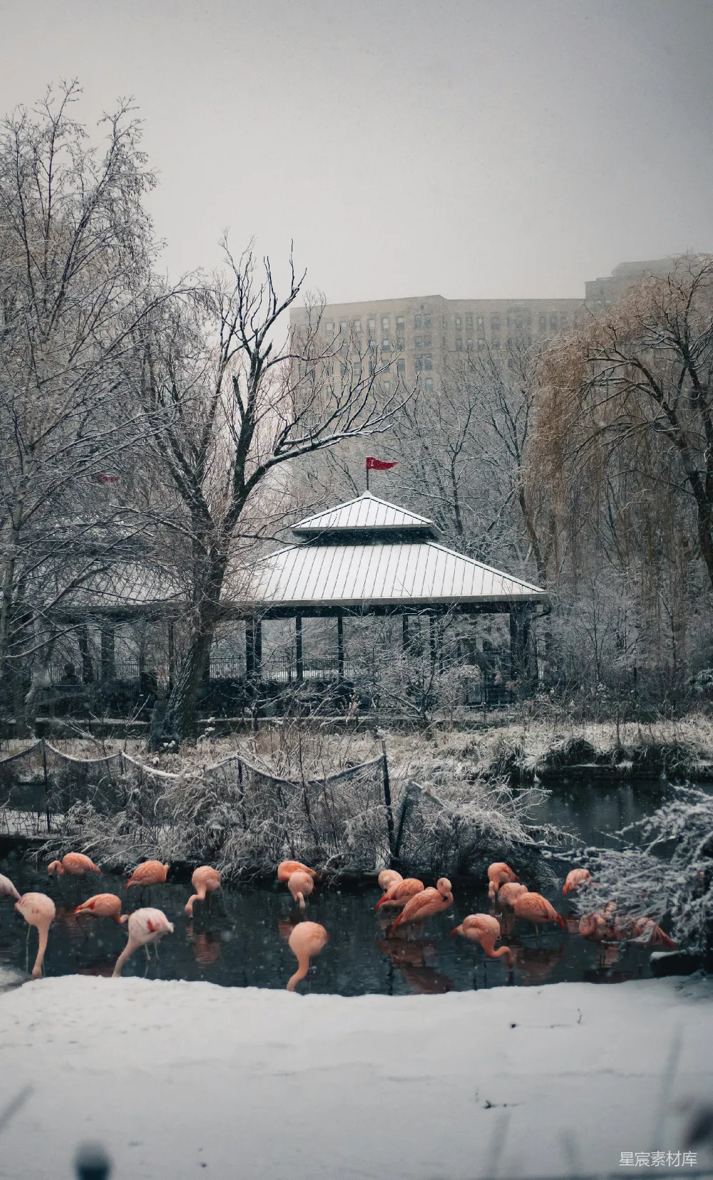 雪景中的火烈鸟悠然自得地在水中觅食，背景是一栋古朴的建筑和被雪覆盖的树木，营造出一种宁静而美丽的冬季氛围。