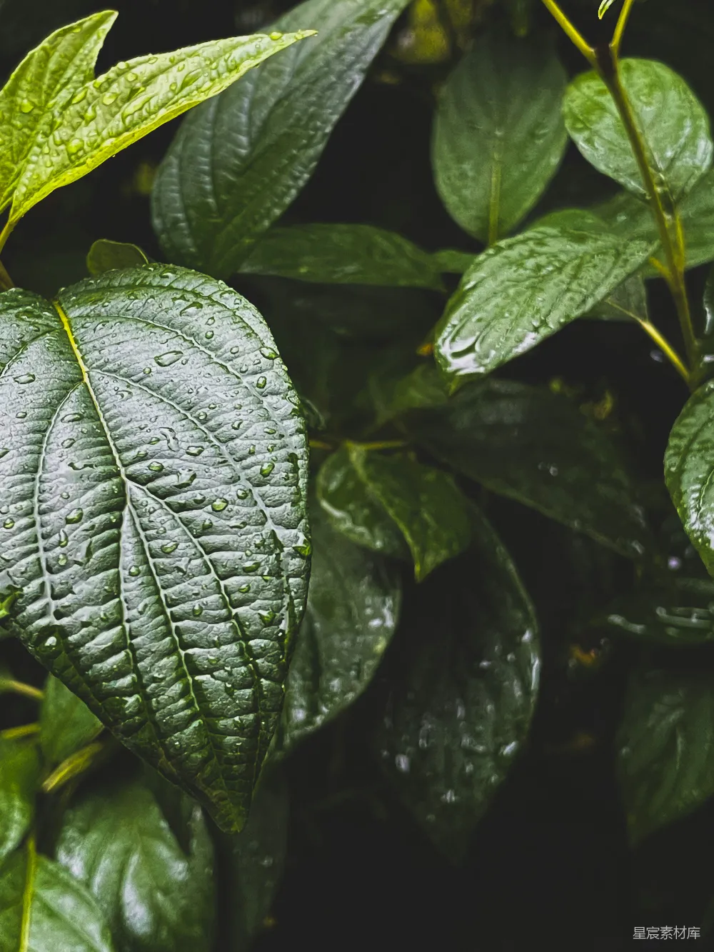 高清摄影 自然 雨后 绿色 树叶 清新 雨后绿叶特写
