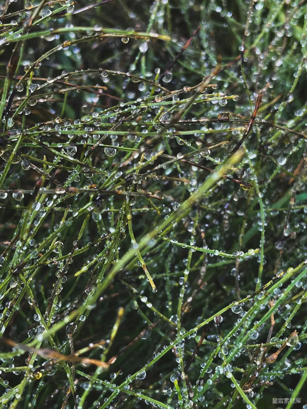 高清摄影 自然 露珠 草丛 清新 细节 露珠点缀的草丛