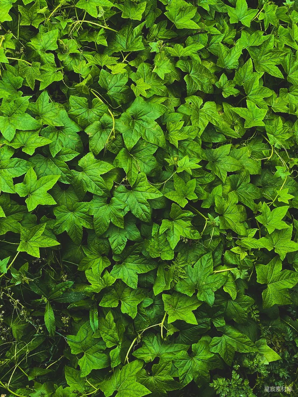 高清摄影 自然 绿色 叶子 纹理 背景 爬藤植物的叶子纹理