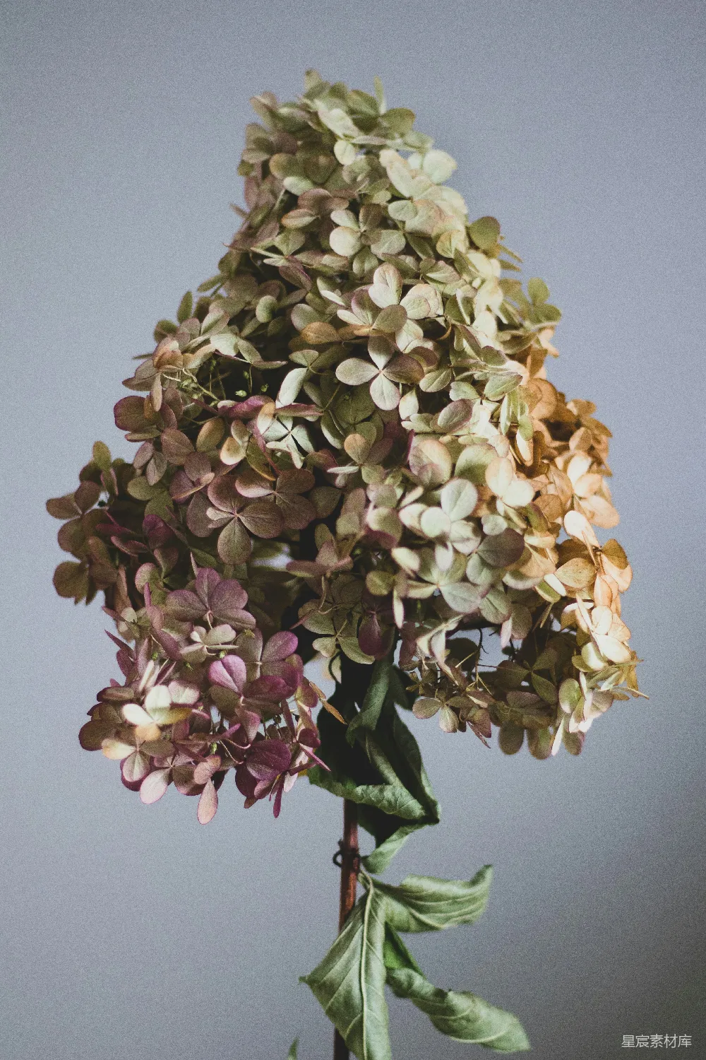 高清摄影 干花 植物 静物摄影 自然 枯萎 干枯的绣球花