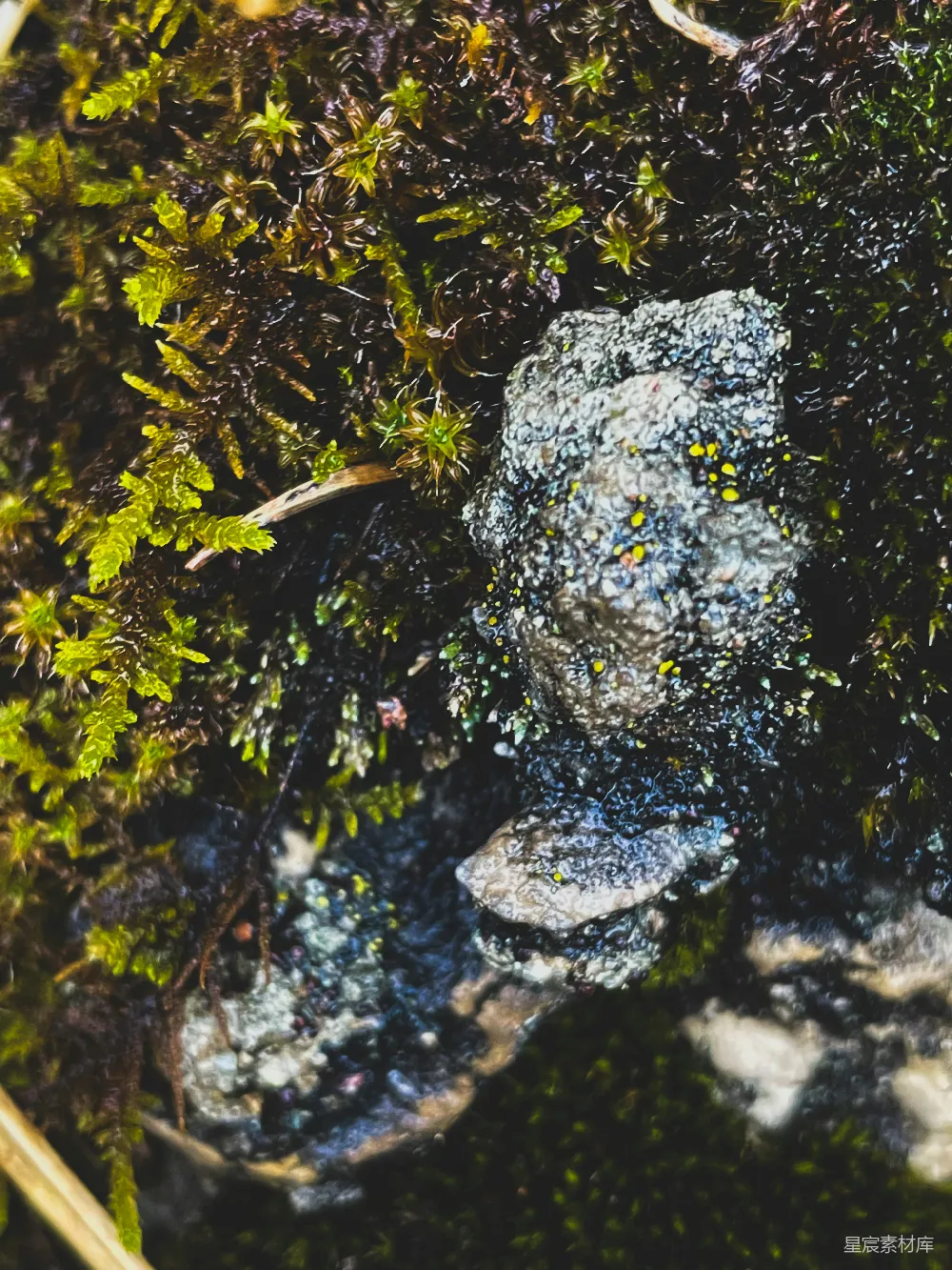 高清摄影 苔藓 岩石 自然 生态 细节 岩石上的苔藓