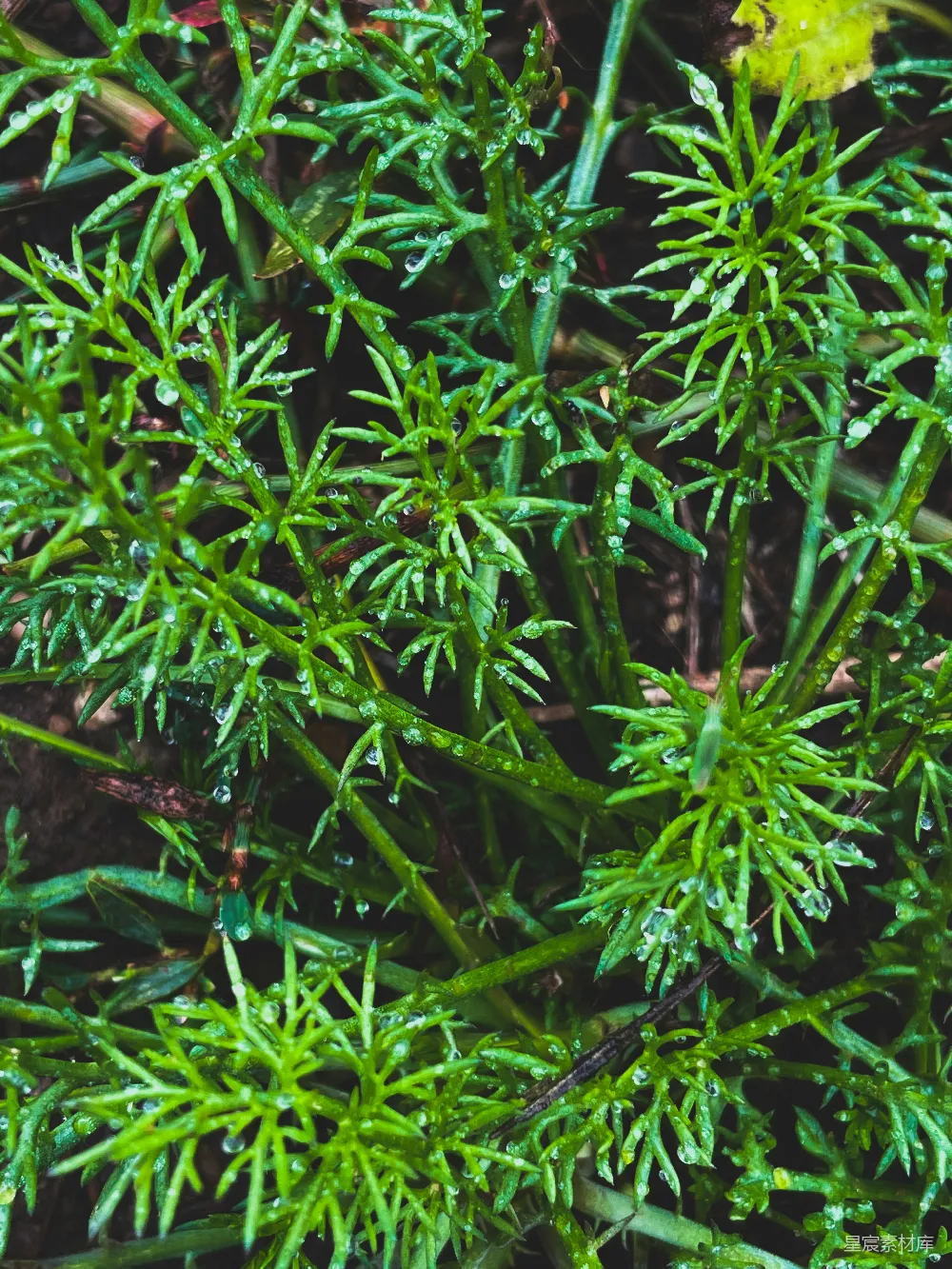 高清摄影 植物 露珠 自然 清新 生机 露珠中的绿色植物