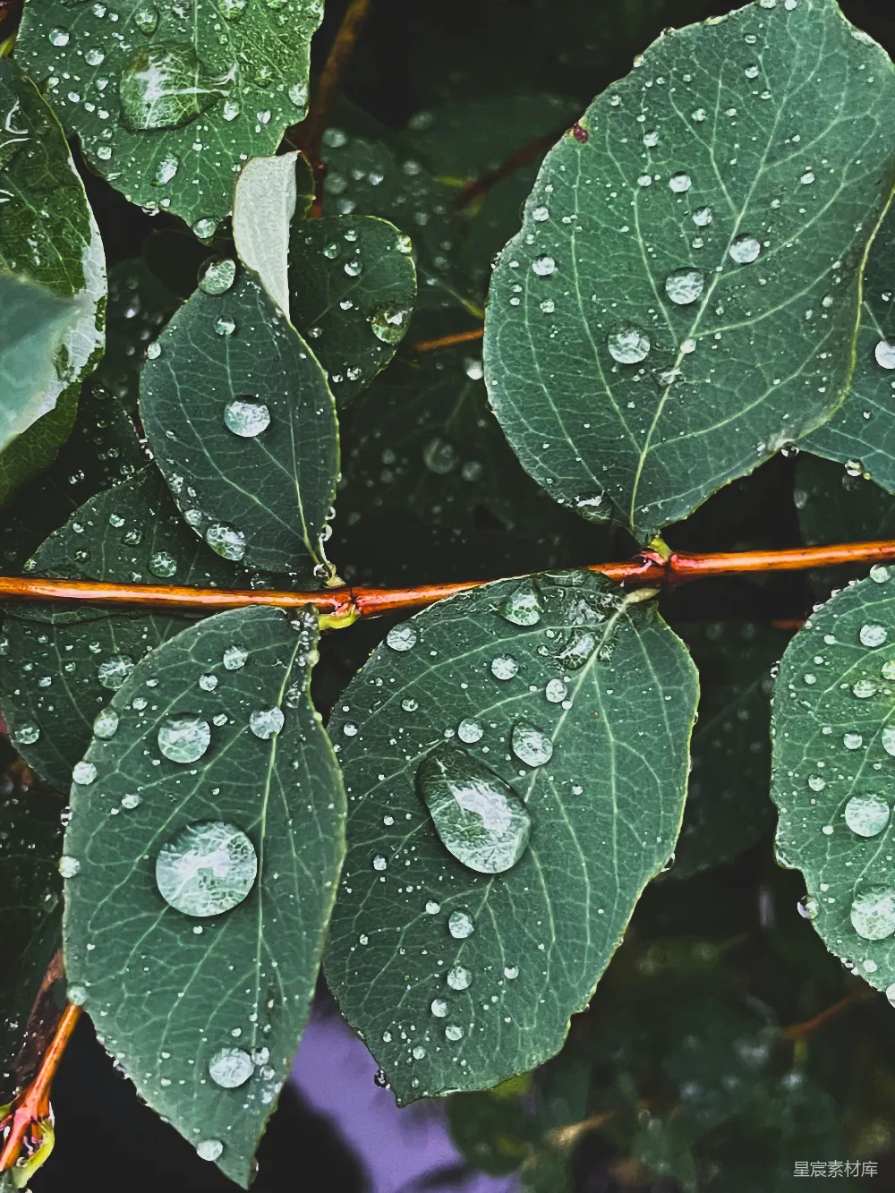 这张图片展示了雨后树叶上的水珠。每片叶子上都悬挂着晶莹剔透的水珠，反射出周围的环境。叶子的绿色和水珠的透明感形成了鲜明的对比，给人一种清新自然的感觉。适合用作自然风光、雨后景色或清新风格的背景图片。