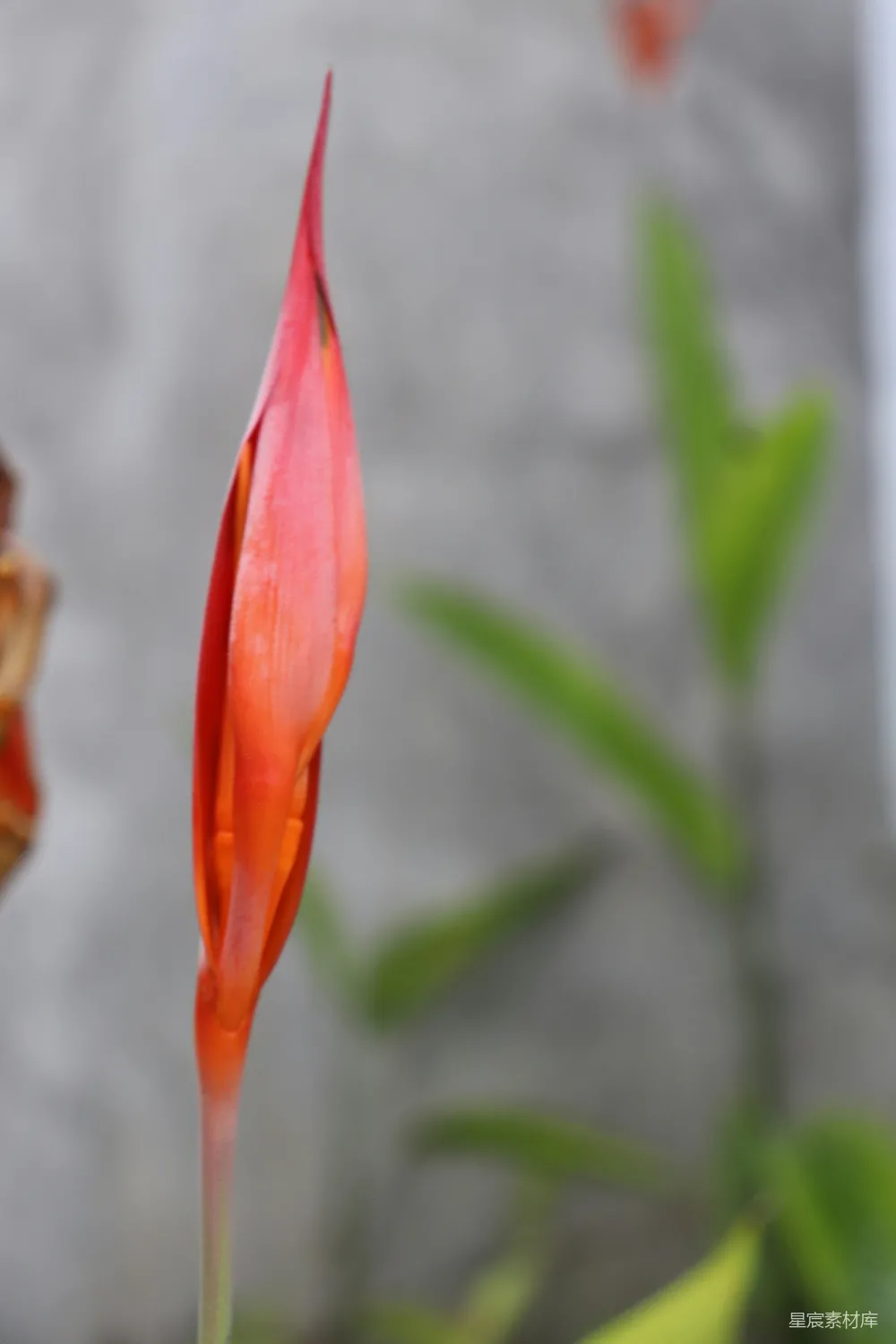高清摄影 植物 自然 花蕾 鲜艳 特写 绽放的红色花蕾
