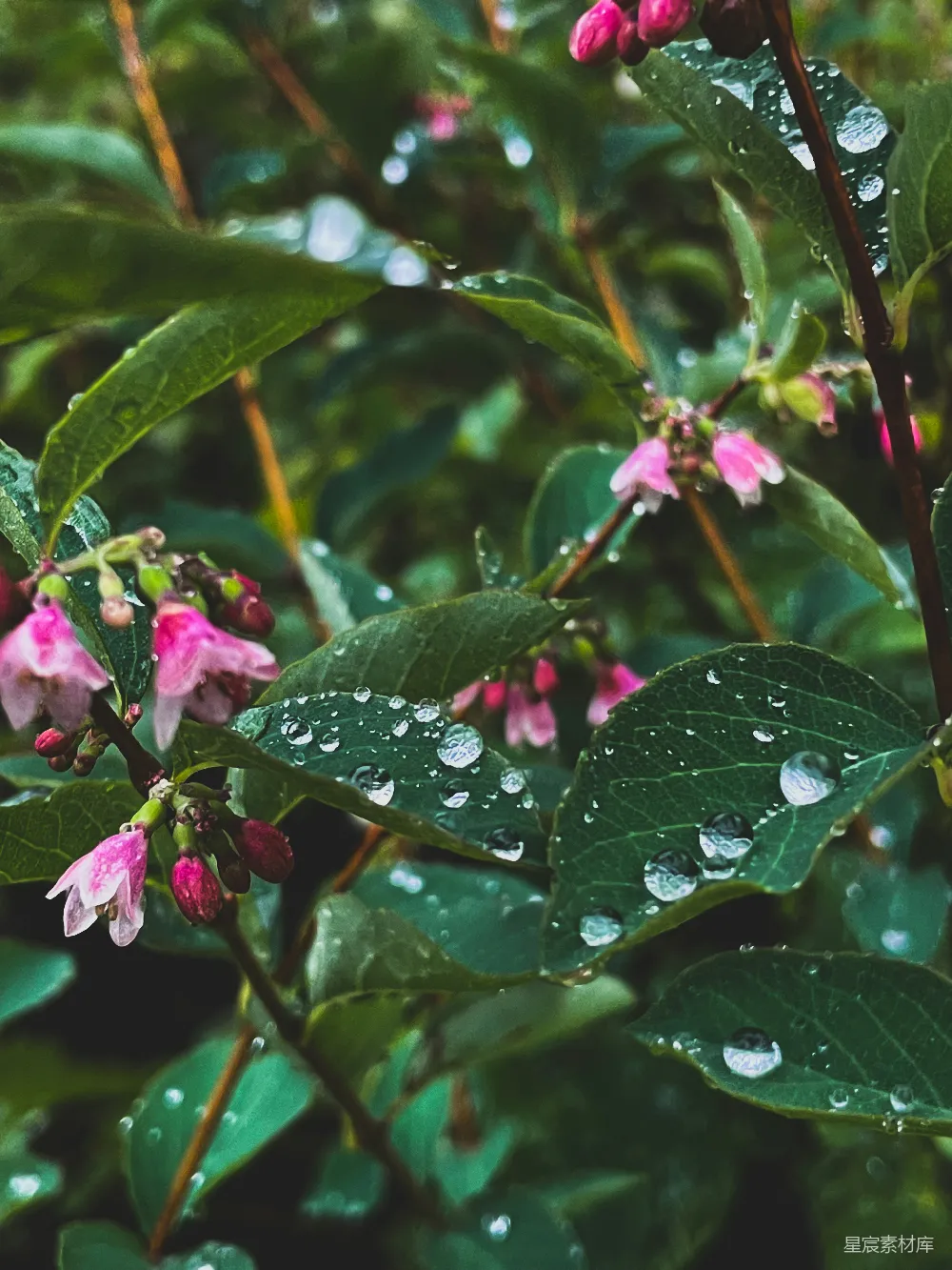 高清摄影 雨滴 花朵 自然 清新 生机 雨后花叶的清新与生机