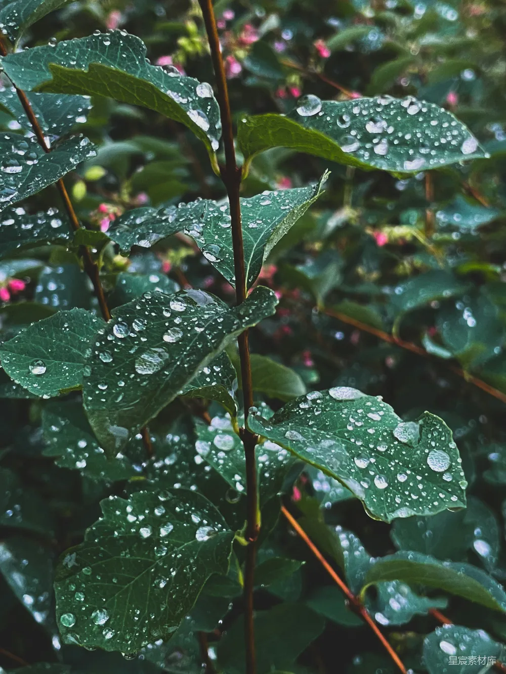 高清摄影 雨后 清新 绿叶 自然 植物 雨后清新绿叶