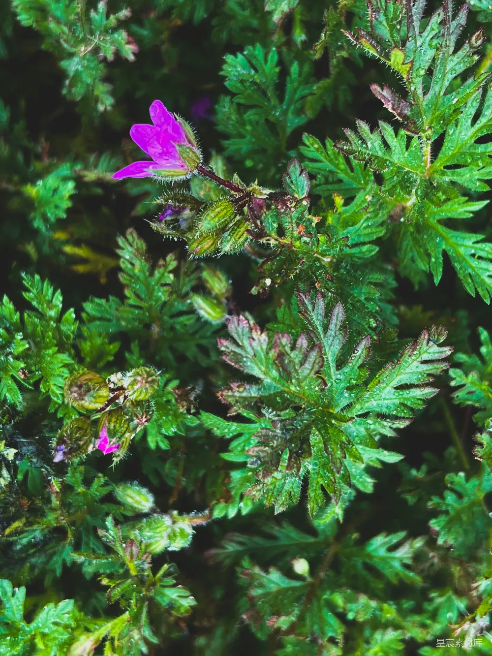 高清摄影 花卉 自然 露珠 紫色 植物 露珠中的紫色花朵