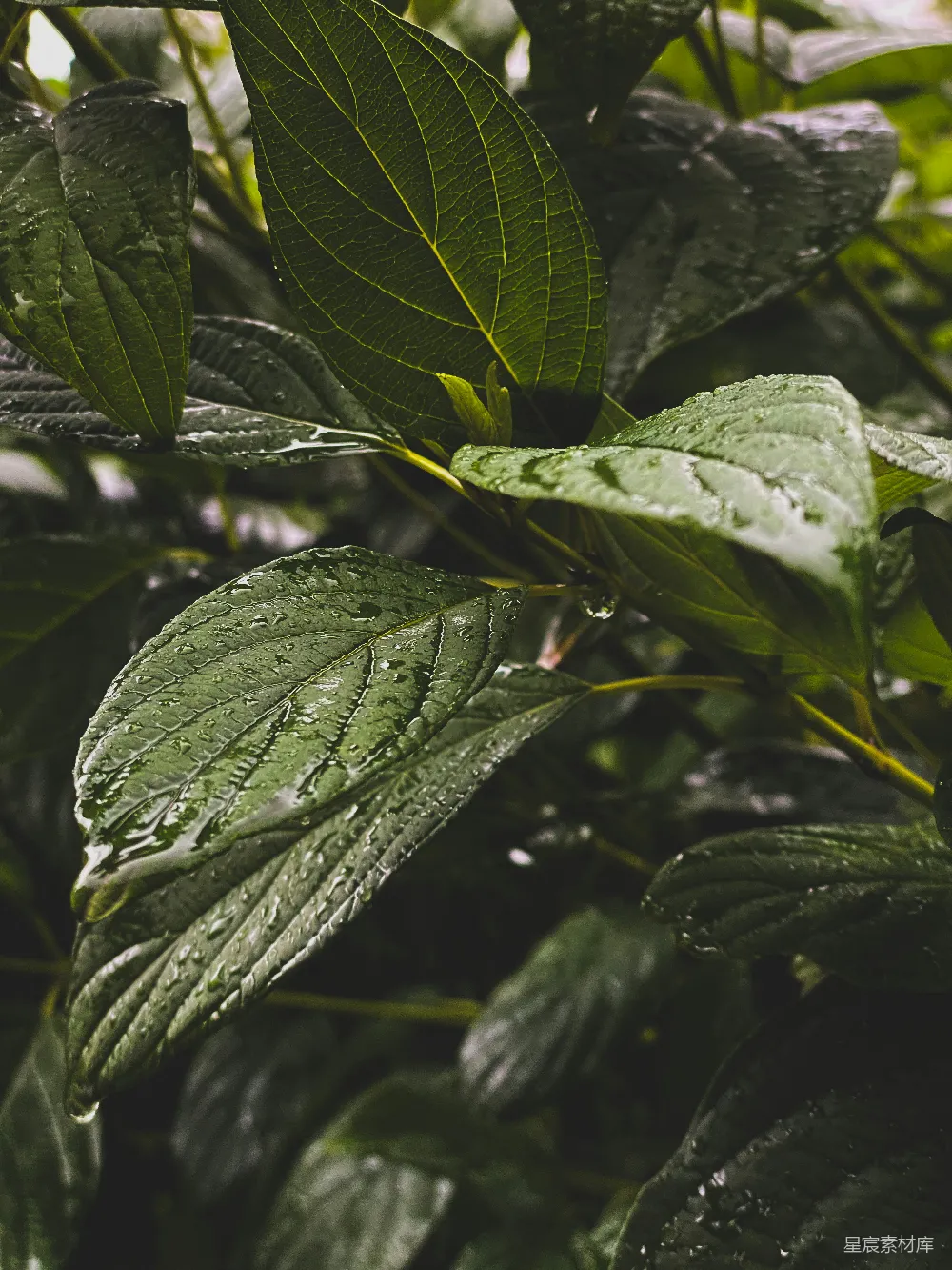 高清摄影 自然 绿色 清新 雨后 植物 雨后清新的绿叶特写