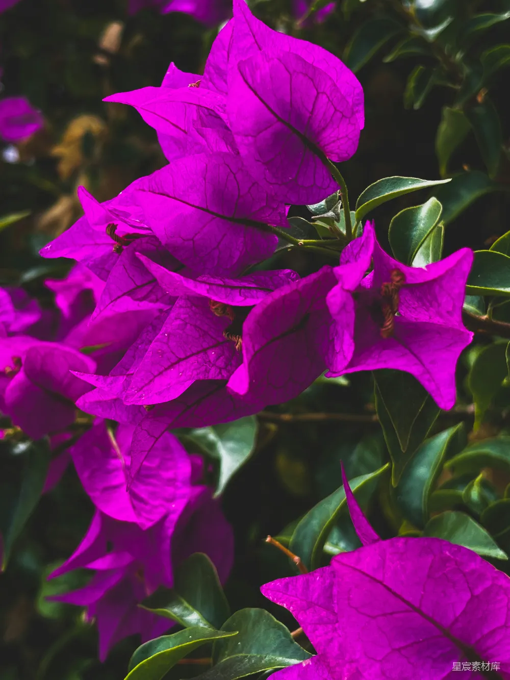 高清摄影 花朵 紫色 自然 花卉 摄影 紫色花朵的自然之美