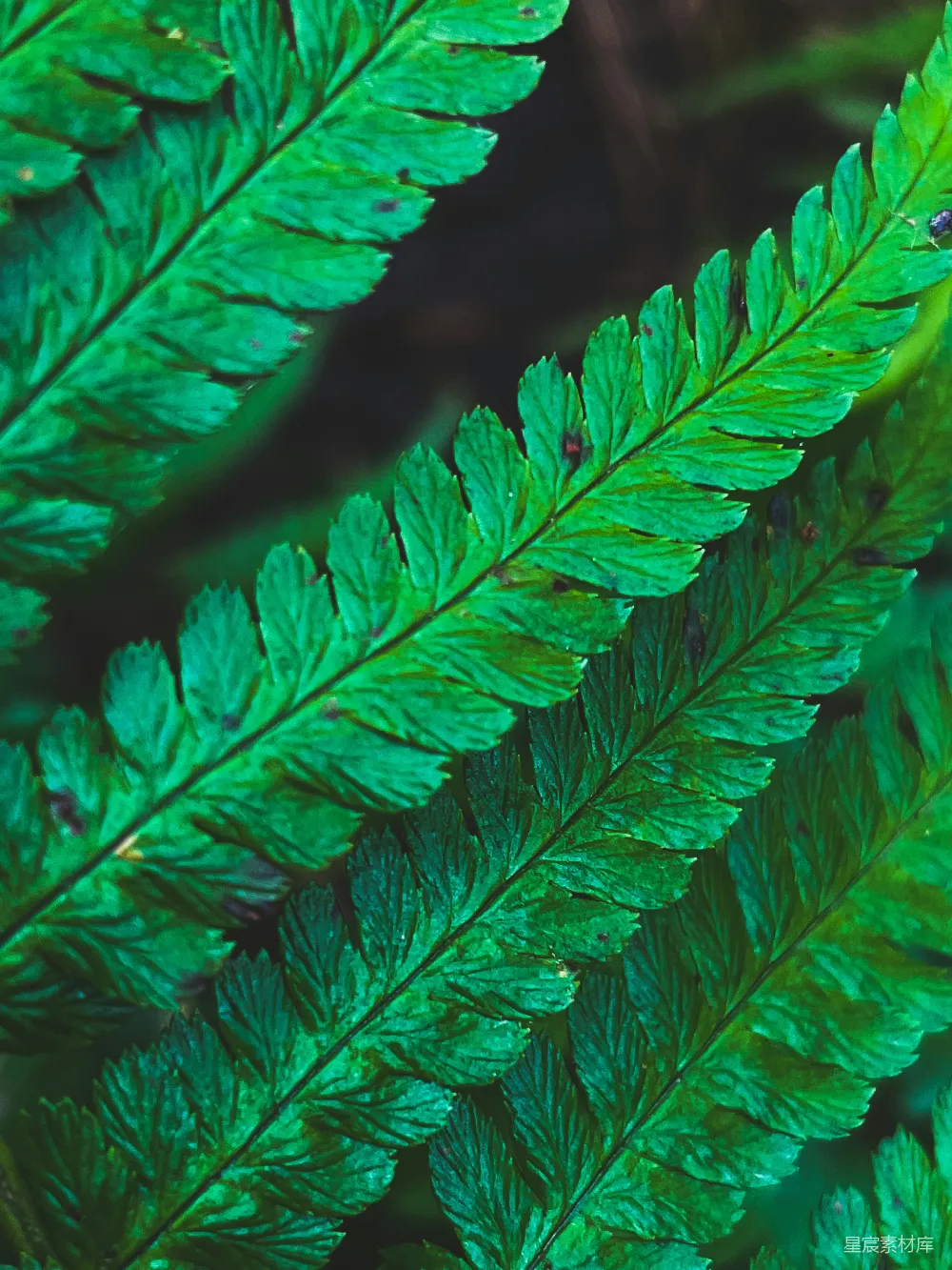 高清摄影 蕨类植物 自然 绿色 特写 生态 翠绿的蕨类植物特写