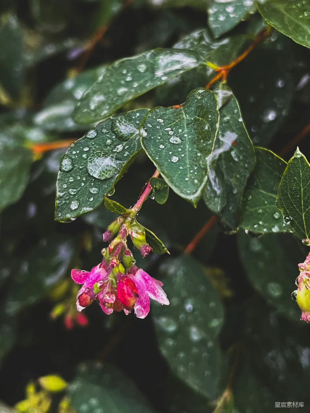 高清摄影 花卉 雨滴 清新 自然 植物 雨后花朵的清新之美