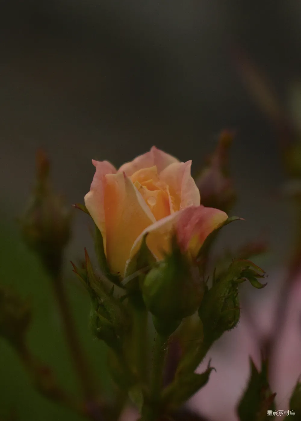 高清摄影 花朵 自然 晨露 花蕾 静谧 晨露中的玫瑰花蕾