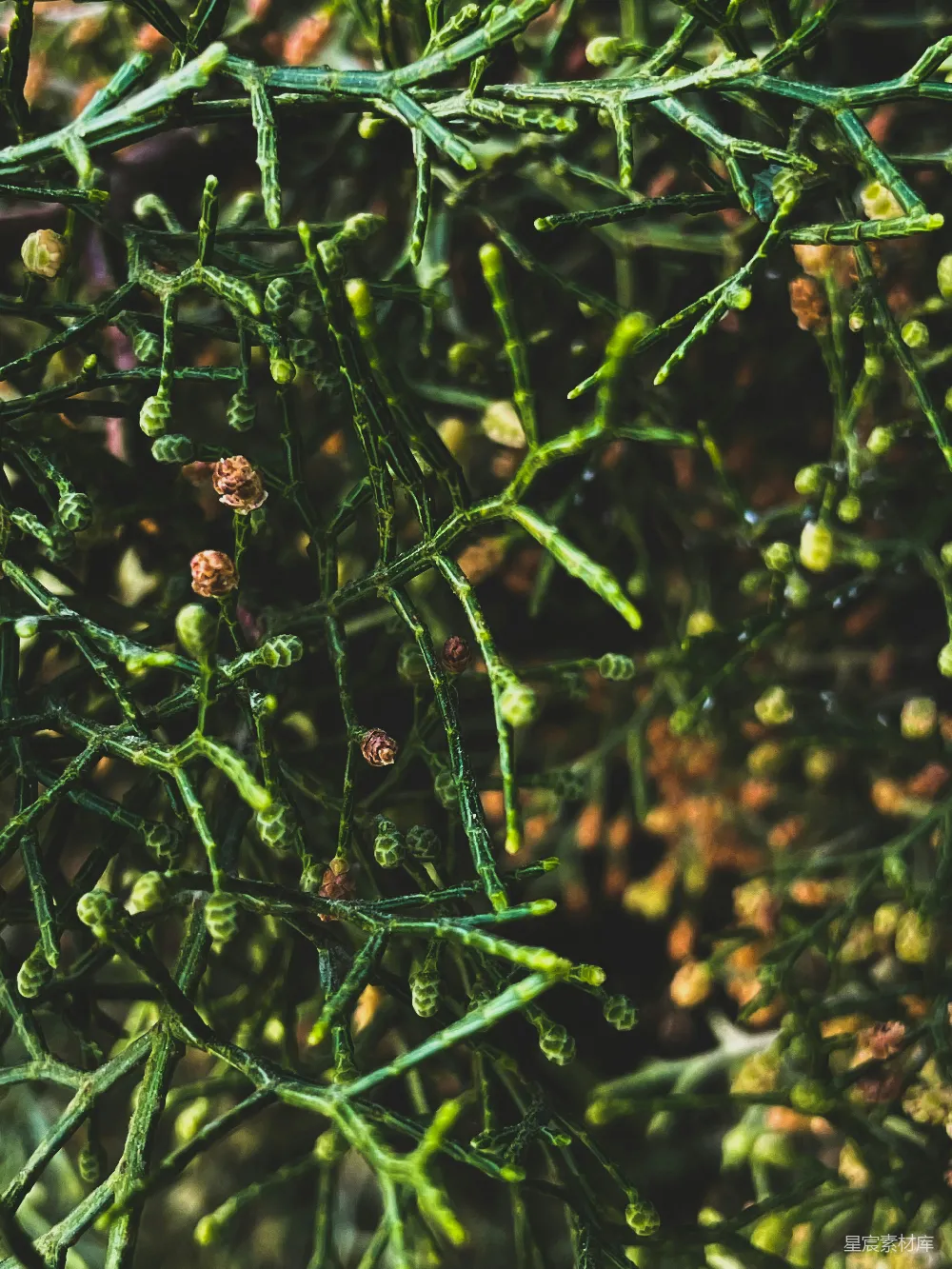 高清摄影 植物 自然 特写 生态 细节 细长枝条与绿色植物特写