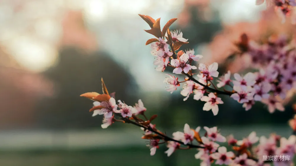 高清摄影 花朵 春天 自然 摄影 风景 盛开的粉色花朵