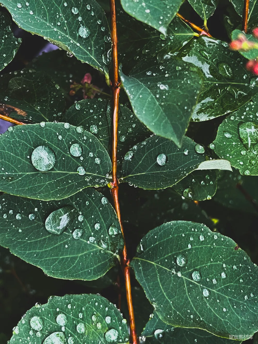 高清摄影 自然 植物 雨后 水珠 清新 雨后绿叶上的水珠
