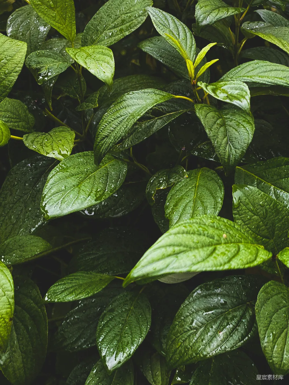 高清摄影 自然 绿色 雨滴 植物 清新 雨后绿叶