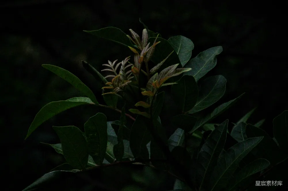 高清摄影 植物 自然 黑暗 树叶 宁静 幽暗中的绿叶